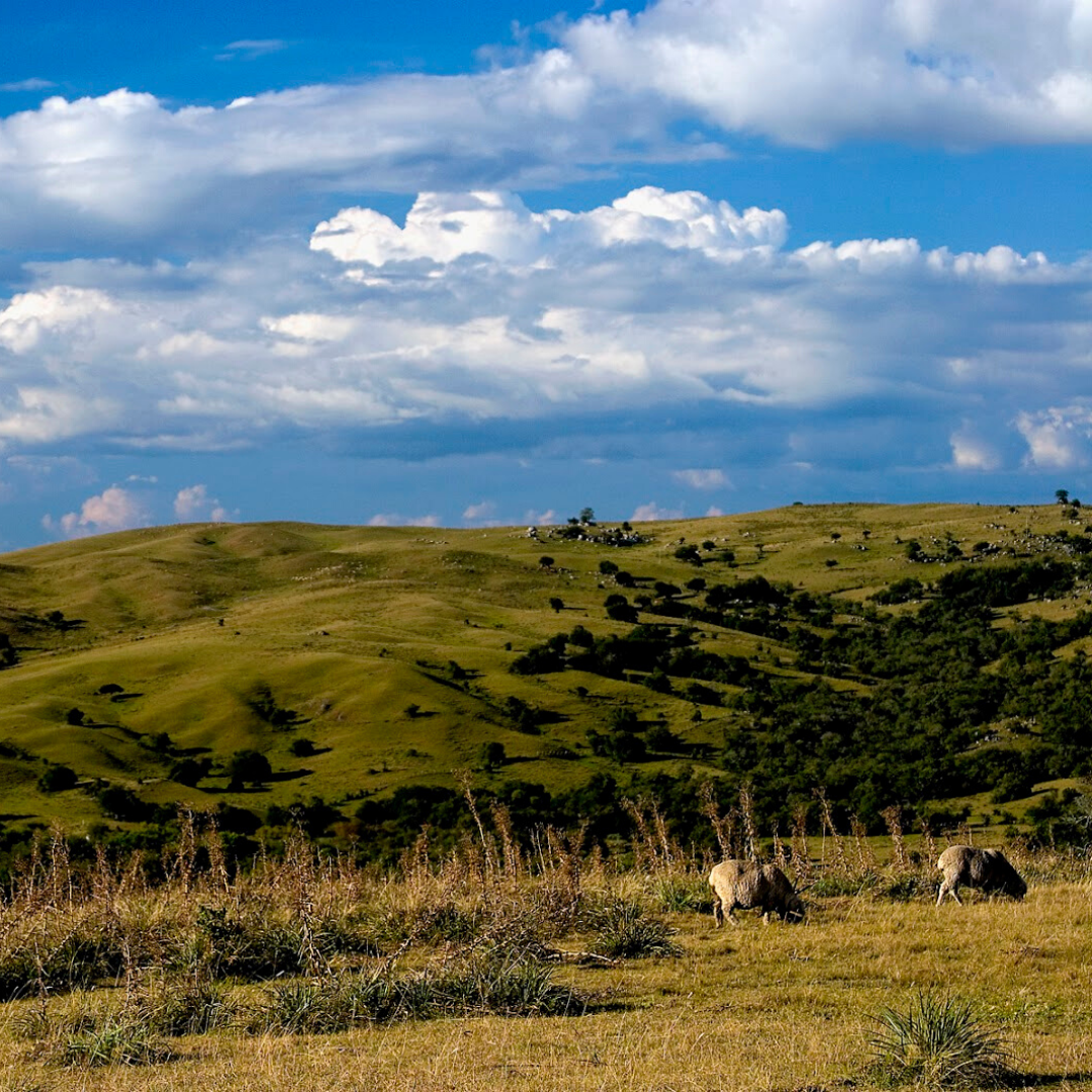 Pampas.png